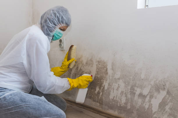 Best Basement Mold Removal  in Nacogdoches, TX
