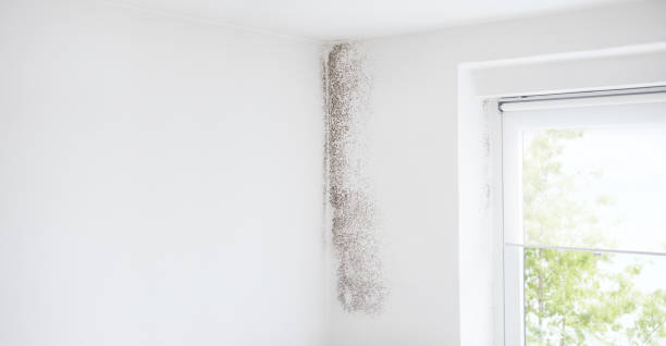 Best Airborne Mold Testing  in Nacogdoches, TX