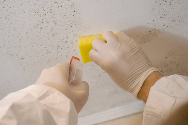 Nacogdoches, TX Mold Removal Company