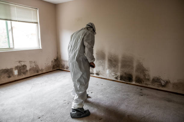 Best Post-Construction Mold Inspection  in Nacogdoches, TX