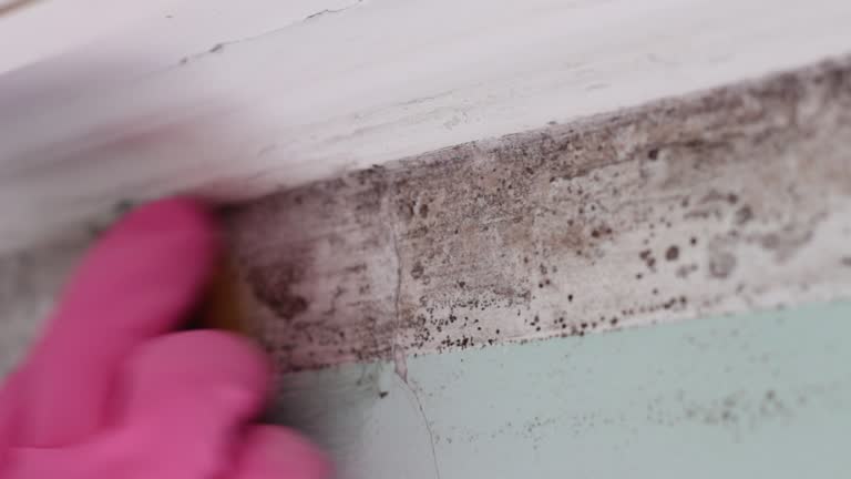 Best Post-Remediation Verification Testing  in Nacogdoches, TX